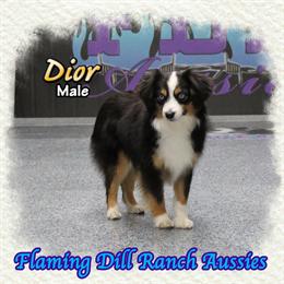 Toy Australian Shepherd Puppy with Blue Eyes for Sale in Denton, tx