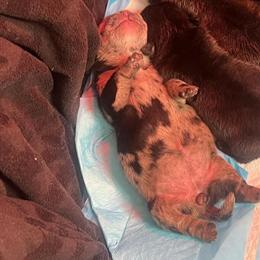 Exotic Micro Bully Puppies Coming October 2025 in Uniontown, pa