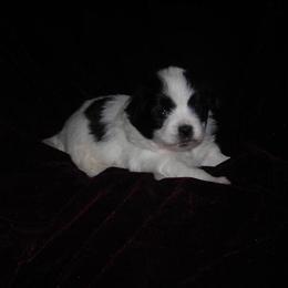 Japanese Chin Puppy Available in Dothan, al