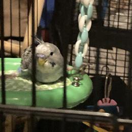 Special Needs Birds Available for Adoption in Roseville, mi