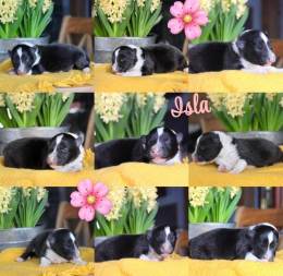 Akc Shetland Sheepdog Sheltie Bi Black Female Puppy Genetic Tested Parents Ready Late May June in Gaylord, MI