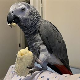 Africa Grey Parrot in Phoenix, AZ