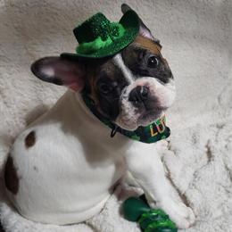 French Bulldog Puppy Ready for Forever Home in Flint, mi