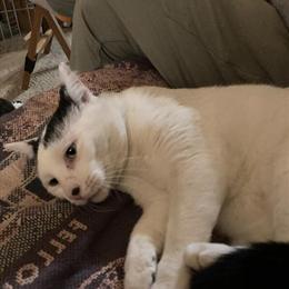 Domestic Shorthair Jasper Looking for a Loving Home in Roseville, mi