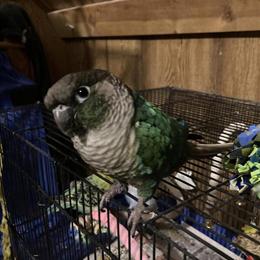 Turquoise Green Cheek Conure Rehoming in Roseville, mi