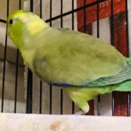 Parrotlet Babies and Pairs in Various Colors for Rehoming in Los Angeles, ca