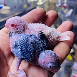 Parrotlet Babies and Adults for Adoption in Los Angeles, ca
