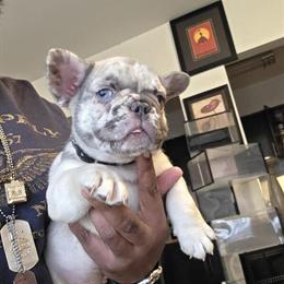 French Bulldogs: 8 Week Old Fluffy Carrier Males and Females Available in Norfolk, va