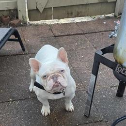 French Bulldog Stud Available - AKC Pinky in Norfolk, va