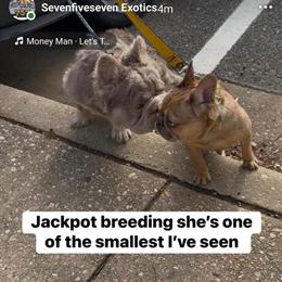 French Bulldogs Available - Male and Female Puppies in Norfolk, va