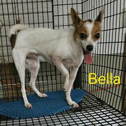 Full-Blooded Female Chihuahua Available for Adoption in Pulaski, tn