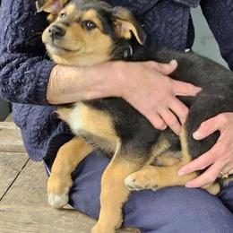 Shollie Puppies from Purebred German Shepherd and Rough Coat Collie Parents in Fenton, mi