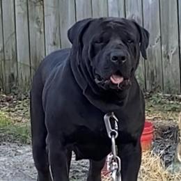 Boerboel puppies available in late May in Rockingham, nc