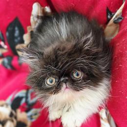 Tuxedo Male Kitten Ready Soon in Norman, ok