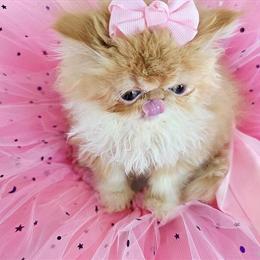 Persian Kitten with Pink Bow in Norman, ok