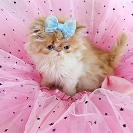 Persian Kitten - Blue Bow Girl in Norman, ok