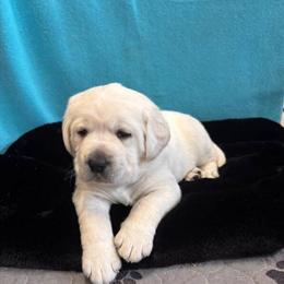 White Labrador Retriever Puppy Available in Selma, nc