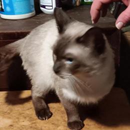 Siamese Male Cat, 1 Year Old, Loving and Friendly in Hillsboro, oh