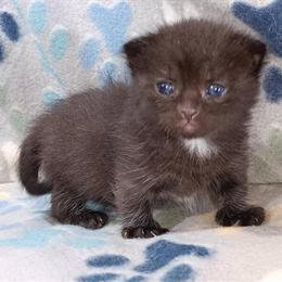 Munchkin Kitten - Black with White Spots, Ready After April 18th in Hillsboro, oh