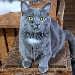 Black Male Munchkin Kitten Ready After April 18th in Hillsboro, oh