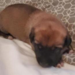 AKC Registered Family Companion Puppies in Evansville, in