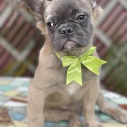 French Bulldog for Sale in Orlando, fl