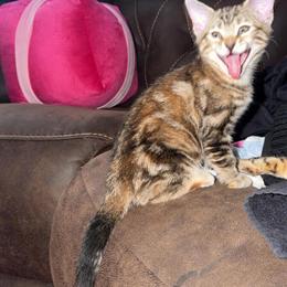 Female Bengal Kitten with Marble Coat Ready for Adoption in Worcester, ma