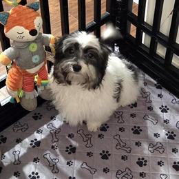 Handsome Maltipoo Boy Marshall for Adoption in Jefferson, oh