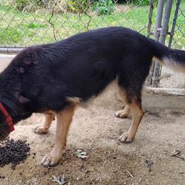 German Shepherd Female Available for Adoption in Davenport, ia