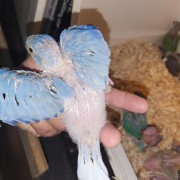 Indian Ringneck Babies Available Now in Kissimmee, fl