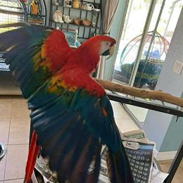 Scarlet Macaw for Adoption in Kissimmee, fl