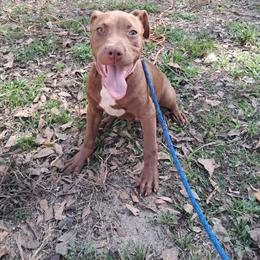 American Pit Bull Terrier - Beautiful Chocolate Male in Interlachen, fl
