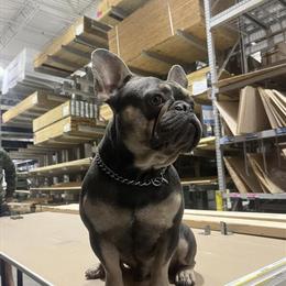 French Bulldog Male for Sale in Tampa, fl