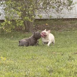Female French Bulldog, 2 Years Old in Tampa, fl