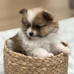 Pomeranian puppies ready for loving homes in Zanesville, oh