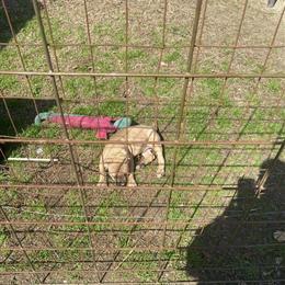 Pitbull Puppies Available with Shots and Worming Records in Salisbury, nc