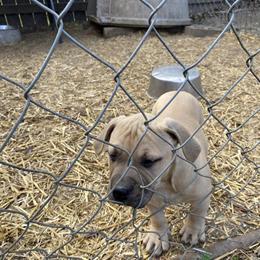 Pitbull Puppies Available - 11 Weeks Old in Salisbury, nc