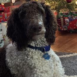 Male Chocolate and White Parti Poodle Stud Available in Mount Airy, nc