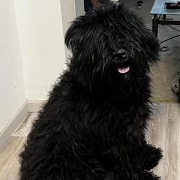 Adult female dog available for adoption in Wilmington, nc