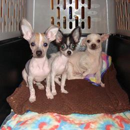 Chinese Crested Puppy, 15 Weeks Old, Only 1 Left in Asheboro, nc