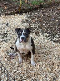 Abkc Registered Female – 2X Grand Champion Azari Daughter. in Greensboro, NC