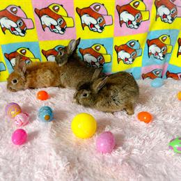 Dwarf bunnies available for loving homes in Cleveland, oh