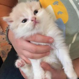 Mitted Buff BiColor Male Ragdoll Kitten Available in Howell, mi