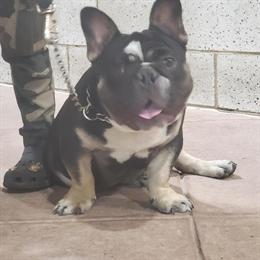 French Bulldog for Sale in Orlando, FL in Los Angeles, ca