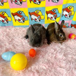 Dwarf Female Bunnies Looking for Loving Homes in Cleveland, oh