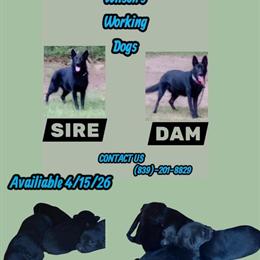 Solid Black German Shepherd Puppies Available in Columbia, sc