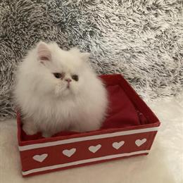 Exotic LH Male Kitten Ready for a Loving Home in Wheeling, wv