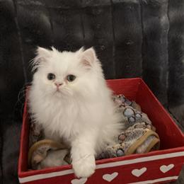 Exotic LH Female Kitten Seeking a Valentine in Wheeling, wv