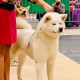 Japanese Akita Puppies Available for Adoption in Jacksonville, nc