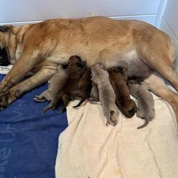 Cane Corso Puppies Available for Deposit in Durham, nc